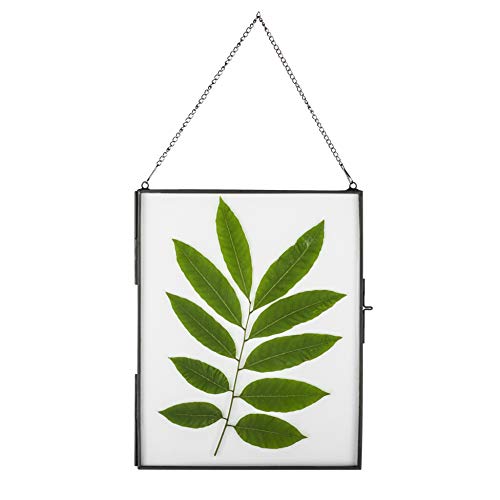 NCYP Large Black Hanging Glass Display Frame for Certificate Photo Picture, 14.2x11 Inch Brass Ornament Specimen Clip for Dried Flower Plant, Handmade Wall Vertical Decor Frame (Glass Frame Only)