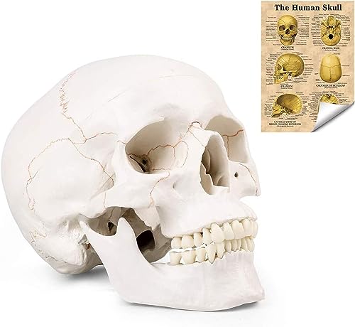 Life Size Human Skull Head Model - Human Skull Anatomical Model Medical Quality, Detached Mandible and Skull Cap - 3 Parts