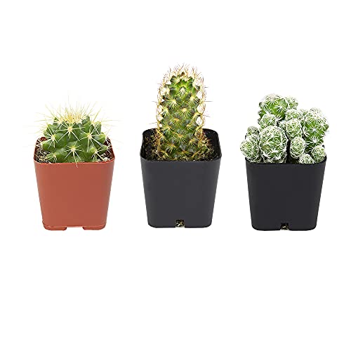 Cactus Plants (Mix of 3), Mammillaria Cactus Plants Live in Cactus Soil, Opuntia Cactus Live Plants, Cacti Plants Live, Cactus Décor Succulents, Cacti Décor Drought Tolerant Plants by Plants for Pets