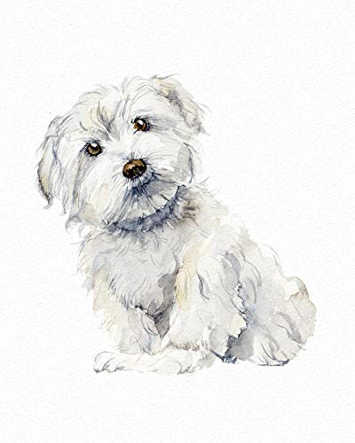 7Dots Art. Cute Dogs. Watercolor Art Print, poster 8'x10' on Fine Art thick Watercolor paper for living room, bedroom, bathroom. Dogs Wall art decor. (Maltese)