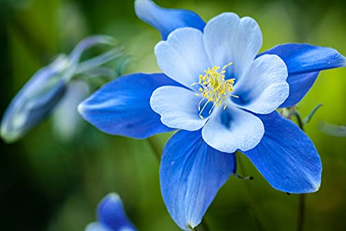 1,000+ Blue Colorado Columbine Flower Seeds, Non-GMO