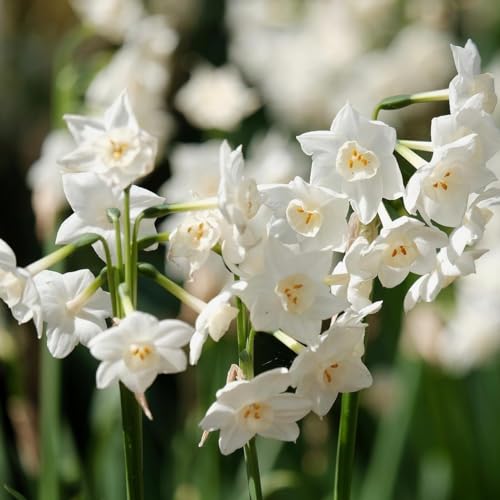 Paperwhite Fragrant Flower Bulbs - Three Pack