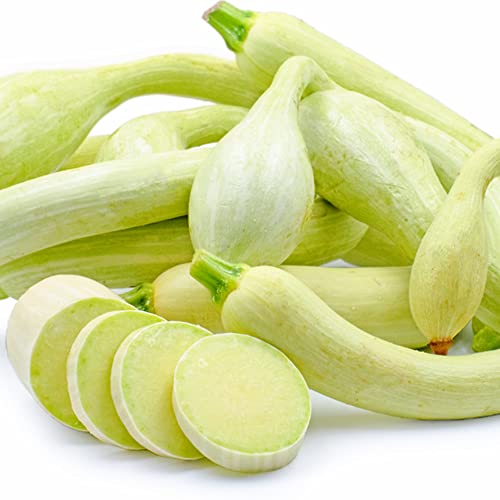 QAUZUY GARDEN Tromboncino Climbing Summer Squash (Zucchini) - 45 Seeds - Heirloom & Open-Pollinated - Delicious Vegetable Seeds for Planting Outdoors in Home Garden