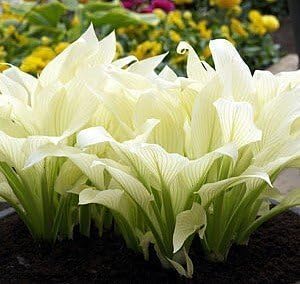 White Feather Hosta - Unbelievable/Rare - 1 Bareroot - Grown/Shipped by Hirt's Gardens