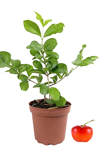 Barbados Cherry Tree - Live Plant in a 4 Inch Grower's Pot - Malpighia Emarginata - Edible Fruit Bearing Tree for The Patio and Garden