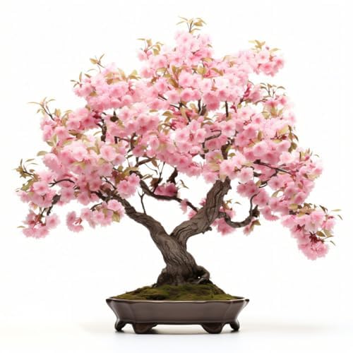 Japanese Cherry Blossom Seeds, Bonsai Seeds, Pack of 30 Bonsai Tree Seeds