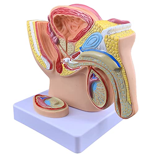 Male Pelvis Model, Human Male Reproductive System Anatomy Model, 1:2 Life-Size Males Anatomie Pelvis, Replica for Anatomy and Physiology Education for Doctors Office Educational Tool
