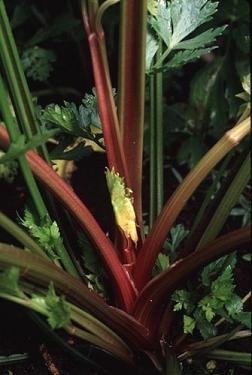 Celery Redventure 5,000 Seeds