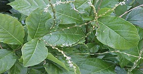 ANAMU Full Plant with Roots/PLANTA DE ANAMU CON Raiz