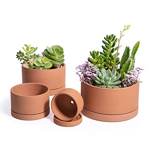 D'vine Dev Set of 4 Terracotta Shallow Planter Pots for Succulent, 3 Inch 4 Inch 5 Inch 6 Inch, Small Flower Plant Pots with Drainage and Saucer, 40-D-L-1