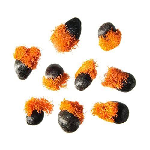 10 Bird of Paradise Seeds, Crane Flower, Isigude Seeds - 10 Seeds (Strelitzia Reginae) - Pack of 10 Rare and Viable Seeds - OuriquesFarm