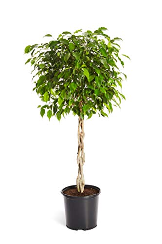 Brighter Blooms - Benjamina Ficus Tree, 3-4 Ft. - Unique Potted Tree, Perfect as a Patio Plant or Indoor Tree - No Shipping to AZ