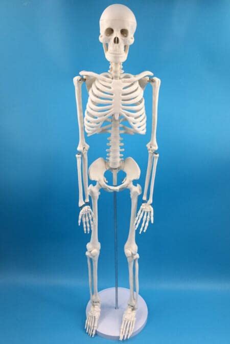 Alikeke Anatomy Lab Human Skeleton Model, 8' Mini Skeleton Replica Mounted to Base for Display, with Removable Skull Cap, Movable Arms and Legs, and Details of Human Bones