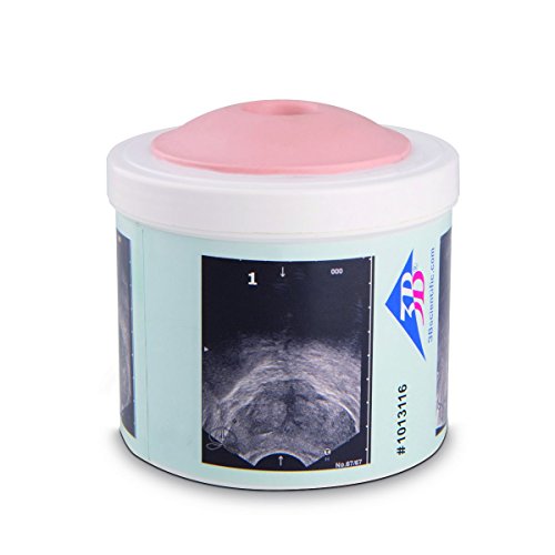 3B Scientific 1013116 Prostate Examination Trainer, 4 Stages