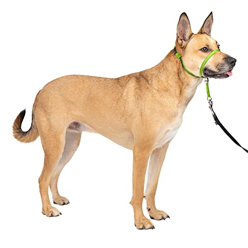 PetSafe Gentle Leader Headcollar, No-Pull Dog Collar, Medium 25-60 Lb., Apple Green