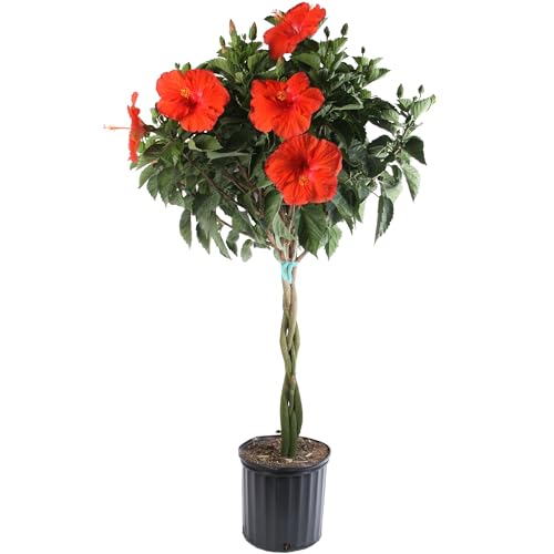 Costa Farms Live Premium Braided Hibiscus, Outdoor Plant Grower's Choice Color, 42-Inches Tall