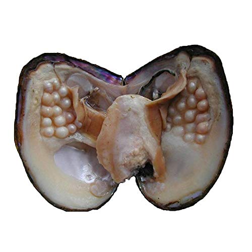 jessie Big Oysters with Plenty of Pearls Inside, 1 PC Cultured Freshwater Oyster Pearl for Jewelry Making or Birthday Gifts (5-7mm)