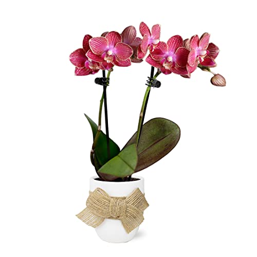 Just Add Ice JA5153 Red Orchid in White Ceramic with Burlap Bow - Live Indoor Plant, Long-Lasting Flowers, Gift for Mother's Day, Spring Décor, Shabby Chic, Rustic Farmhouse - 2.5' Diameter, 9' Tall