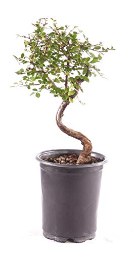 Brussel's Bonsai Live Chinese Elm Bonsai Tree, Outdoor - Small, 5 Years Old, 6 to 8 inches Tall - Includes Grower Bonsai Pot