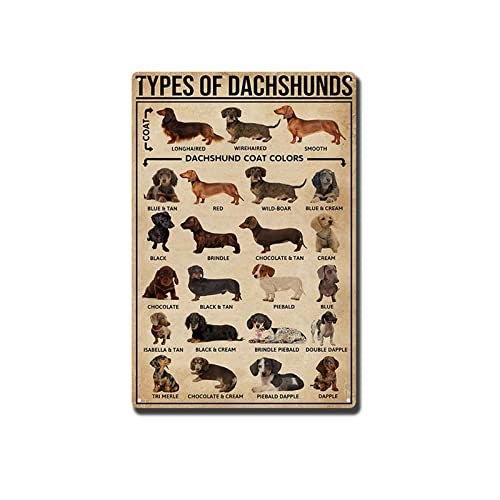 TSEZLOJH Metal Tin Sign Types of Dachshunds Dog Poster Dachshund Knowledge Lover Poster Dog Lover, Breeds Poster 8X12 inch-Tin Painting