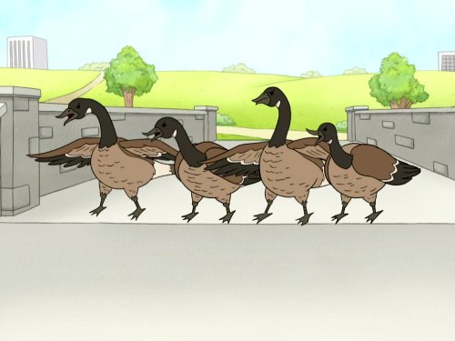 A Bunch of Full Grown Geese / That's My Television