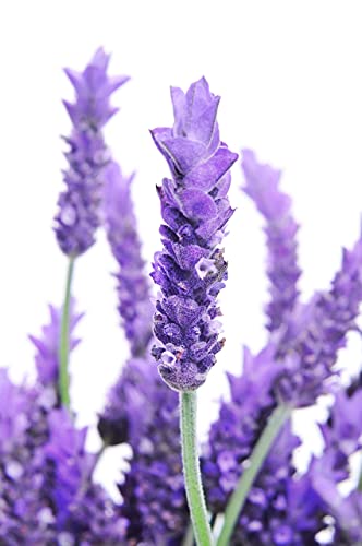 600+ Lavender Seeds for Planting - Heirloom Non-GMO USA Grown - English Lavender Vera Herb Seeds in Premium Packaging by RDR Seeds