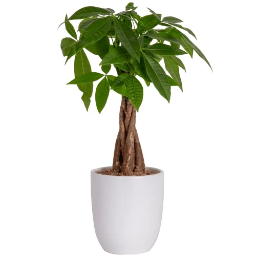 Costa Farms Money Tree, Easy Care Indoor Plant, Live Houseplant in Ceramic Planter Pot, Bonsai Potted in Potting Soil, Home Décor, Birthday Gift, New Home Gift, Outdoor Garden Gift, 16-Inches Tall