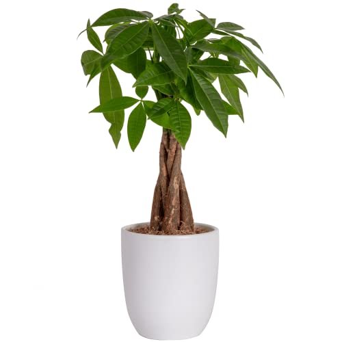 Costa Farms Money Tree, Easy Care Indoor Plant, Live Houseplant in Ceramic Planter Pot, Bonsai Potted in Potting Soil, Home Décor, Birthday Gift, New Home Gift, Outdoor Garden Gift, 16-Inches Tall