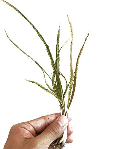 Planterest - Cryptocoryne Retrospiralis Bunch Live Aquarium Plant Loose Decorations BUY2GET1FREE