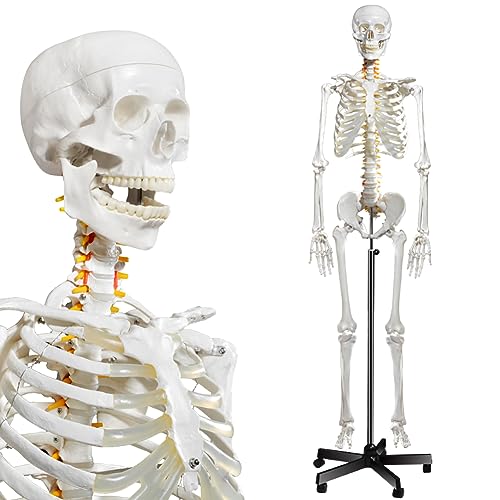 breesky Human Skeleton Model for Anatomy- Life Size Medical Human Skeleton Model with Nervous System 70.8 in with Rolling Stand for Medical Study and Display 3 Posters