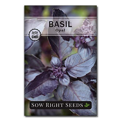 Sow Right Seeds - Opal Basil Seed for Planting - Non-GMO Heirloom Seeds - Full Instructions for Easy Planting and Growing a Kitchen Herb Garden, Indoors or Outdoor; Great Gardening Gift (1)