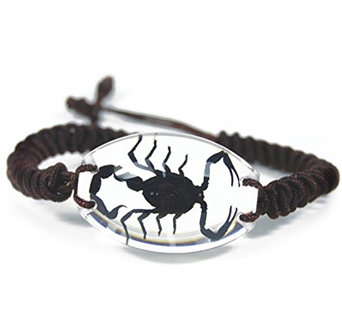 Clear Lucite Oval Twisted Band Bracelet w/ Genuine Black Scorpion