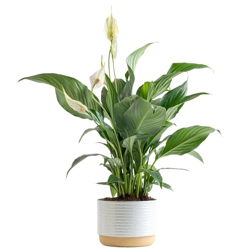 Costa Farms Peace Lily Plant, Live Indoor House Plant with Flowers, Room Air Purifier in Modern Clay Decor Planter, Houseplant in Potting Soil, Plant Lover or New Home Gift, Desk Decor, 15-Inches Tall