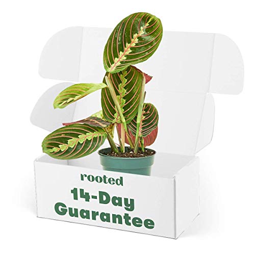 Rooted Red Prayer Plant - Maranta Leuconeura | Live, Easy to Grow, Easy to Care, Live Indoor Houseplant, Low Maintenance Houseplant, 14 Day Guarantee (4' Pot)