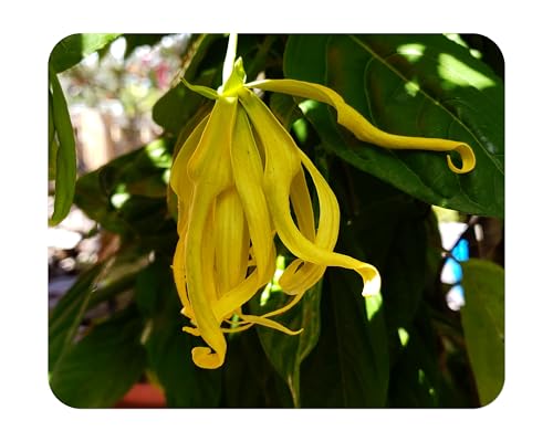 YLANG YLANG Tropical Flowering Fast Growing Live Tree Unique Fragrant Green Chanel Perfume Bloom Plant Starter Size 4 Inch Pot Emerald R