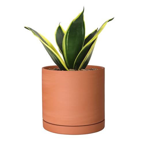 D'vine Dev Small Plus 5 Inch Terracotta Plant Pot with Drainage Hole and Saucer, Round Cylinder Planter Pot for Indoor Plants, 40-B-T-5-1
