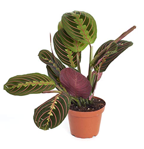 Hirt's Red Prayer Plant - Maranta - Easy to Grow House Plant - 4' Pot