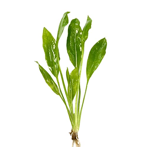 Plants N Fins Amazon Sword Plant + Root Tab