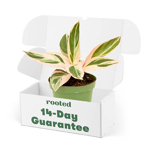 Rooted Stromanthe Triostar - Stromanthe sanguinea | Live, Live Indoor, Easy to Grow, Easy to Care, and Low Maintenance Houseplant, 14 Day Guarantee (4-inch Pot)