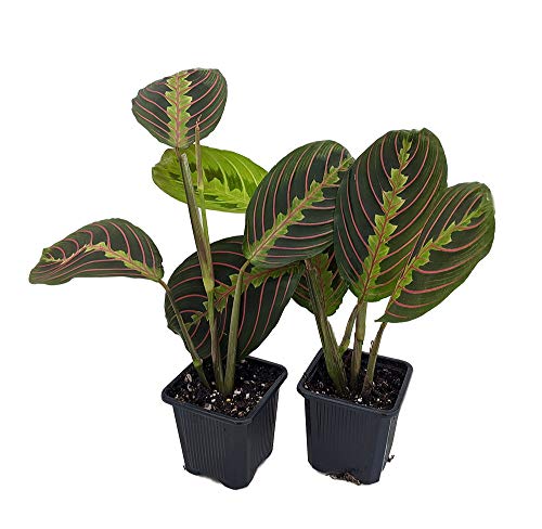 Hirt's Red Prayer Plant - 2 Pack - Maranta - Easy to Grow House Plant - 3' Pots