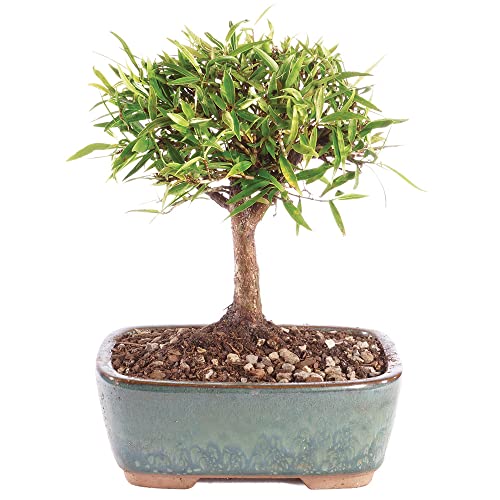 Brussel's Bonsai Live Narrow Leaf Ficus Indoor Bonsai Tree-4 Years Old 6' to 10' Tall with Decorative Container, Small