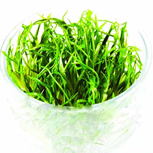 Cryptocoryne Tonkinensis Tissue Culture Live Aquarium Decorations Aquatic Plants for Fish Tank by Mainam