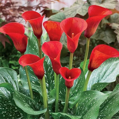 Votaniki Red Calla Lily Bulbs - Long Lasting Blooms, Perennial Hybrid Calla Lilies Red Alert | Perfect Addition to Any Garden - Easy to Grow (1 Pack)