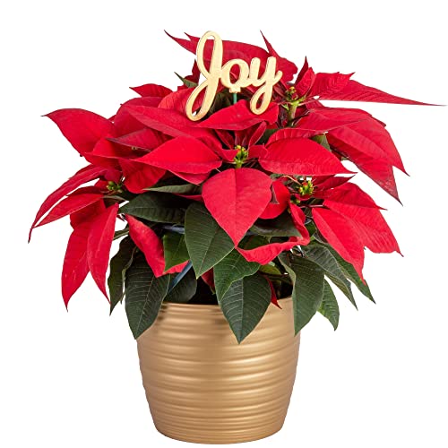 Costa Farms Live Red Christmas Poinsettia, 15-Inches Tall, Ships in Tin Decor Planter, Fresh From Our Farm, Great as Holiday Gift or Christmas Decoration