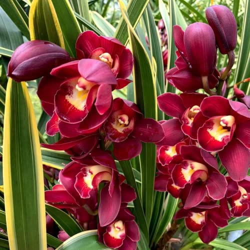 CHUXAY GARDEN Rare Red Cymbidium Orchid Seed 100 Seeds Ornamental Flowering Plant Houseplant Greenhouse Conservatory Plants Extremely Decorative