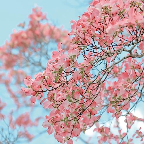 Hanamizuki (feat. Yo Hitoto) [Cover]