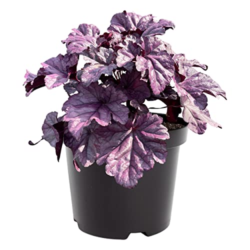 Live Heuchera (Coral Bells) - Shades of Purple - Beautiful Shade Perennial - Healthy Spring Plant - 12' Tall by 6' Wide in 2.5 Qt Pot