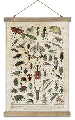 SHOXREM Vintage Poster,Rustic Art Prints, Retro Style of Wall Hanging for Living Room Office Classroom Bedroom Playroom Apartment Decor. (Insects Entomology 1Panels, 16“ x 24”)