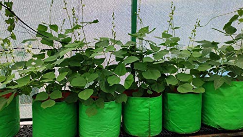 Herbever Plant Grow Bags 12×12 Inches - (Pack of 10), Durable Bags, for Indoor, Outdoor and Terrace Gardening, Leafy Vegetable Green Grow Bag (Green, Orange)