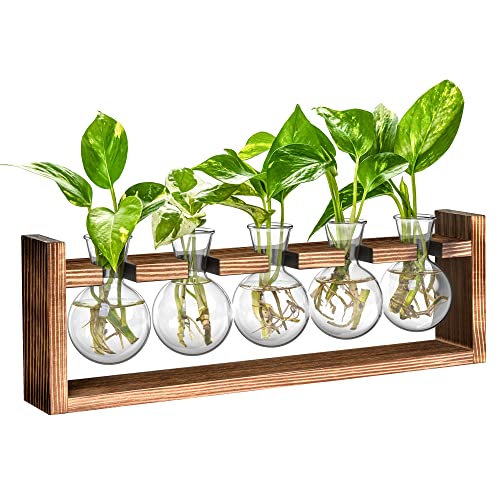 Ivolador Plants Terrarium Glass Bulb Terrarium with Retro Solid Wooden Stand for Hydroponics Plants Desktop Home Garden Wedding Décor (5 Bulbs)